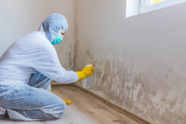 Licensed Mold Remediation service in Clearwater, MN - WQB Mold Removal